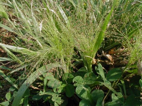 Maplesrroy Witch Grass Leaves: Unlocking the Power of Nature's Magic